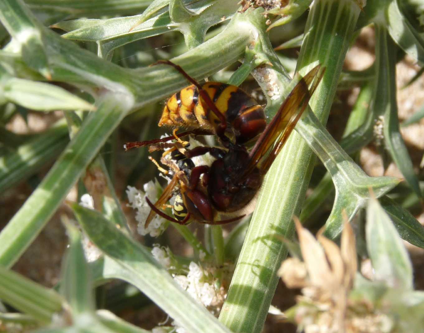 Pugnalata in diretta: Philantus triangulum e Apis mellifera